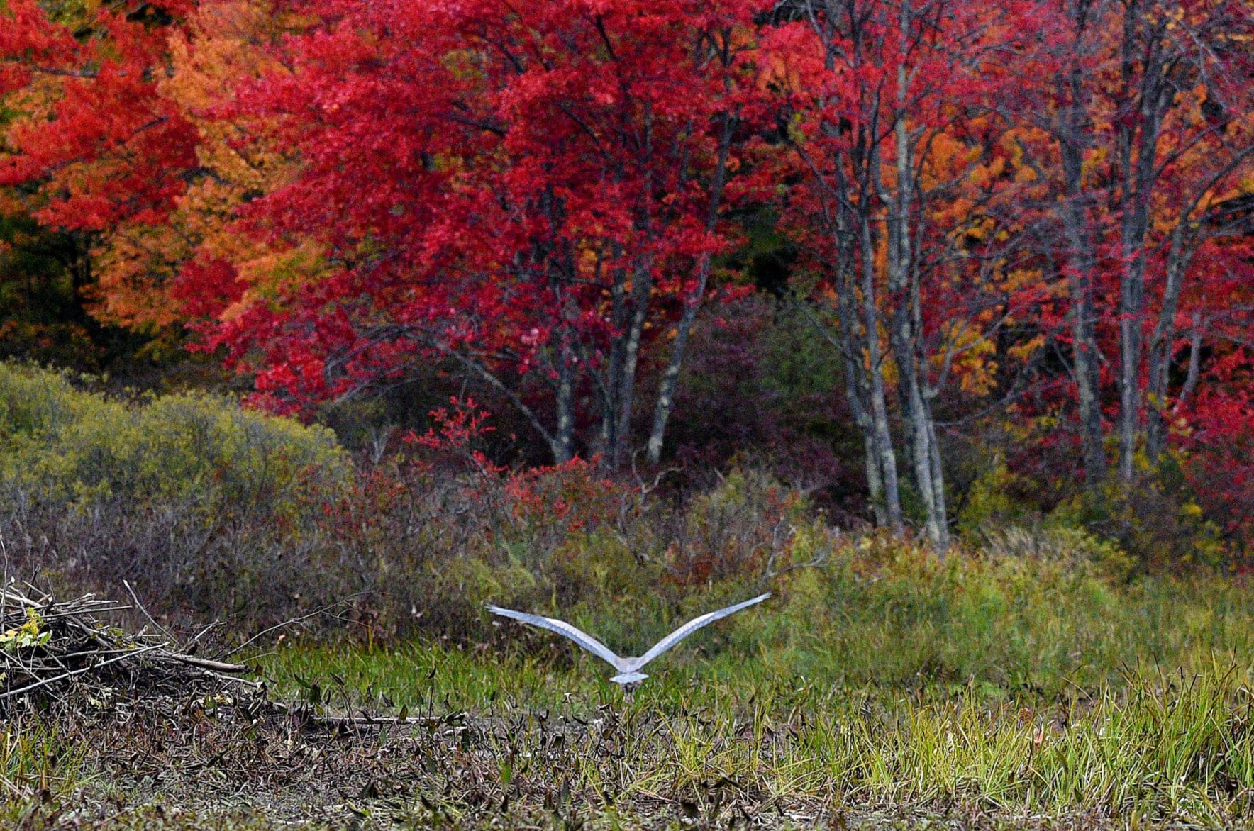 191011-news-fall-foliage-015_1389